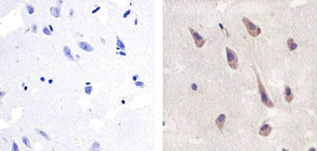 Pannexin 2 Antibody in Immunohistochemistry (Paraffin) (IHC (P))