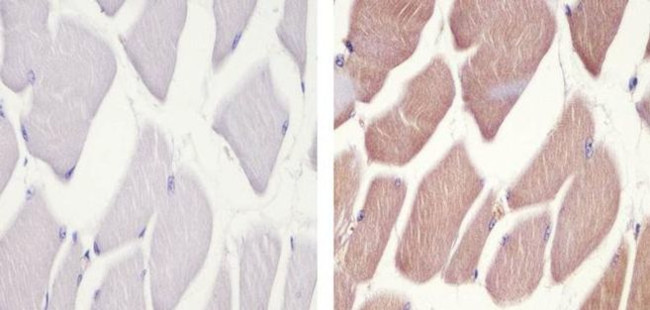 Pannexin 2 Antibody in Immunohistochemistry (Paraffin) (IHC (P))