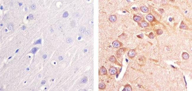 Pannexin 2 Antibody in Immunohistochemistry (Paraffin) (IHC (P))