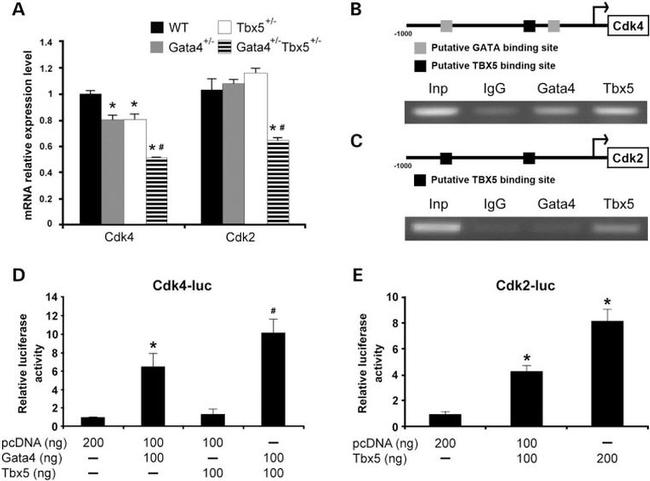 TBX5 Antibody in ChIP Assay (ChIP)