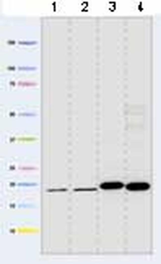 NDUFA13 Antibody in Western Blot (WB)