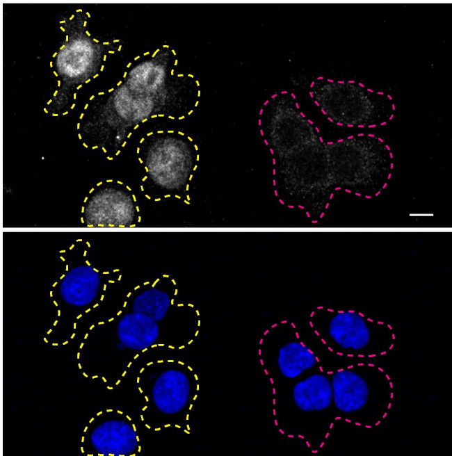 RXRA Antibody in Immunocytochemistry (ICC/IF)