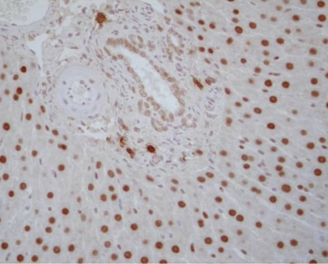 RXRA Antibody in Immunohistochemistry (Paraffin) (IHC (P))