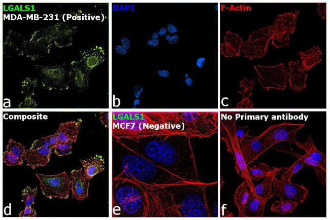 Galectin 1 Antibody