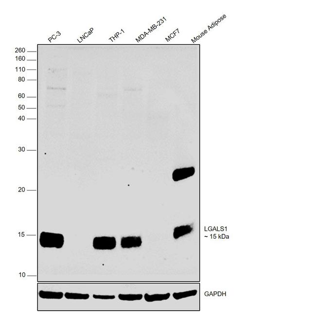 Galectin 1 Antibody in Western Blot (WB)