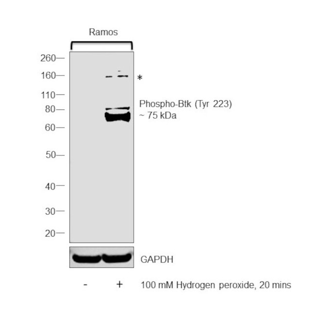 Phospho-Btk (Tyr223) Antibody in Western Blot (WB)