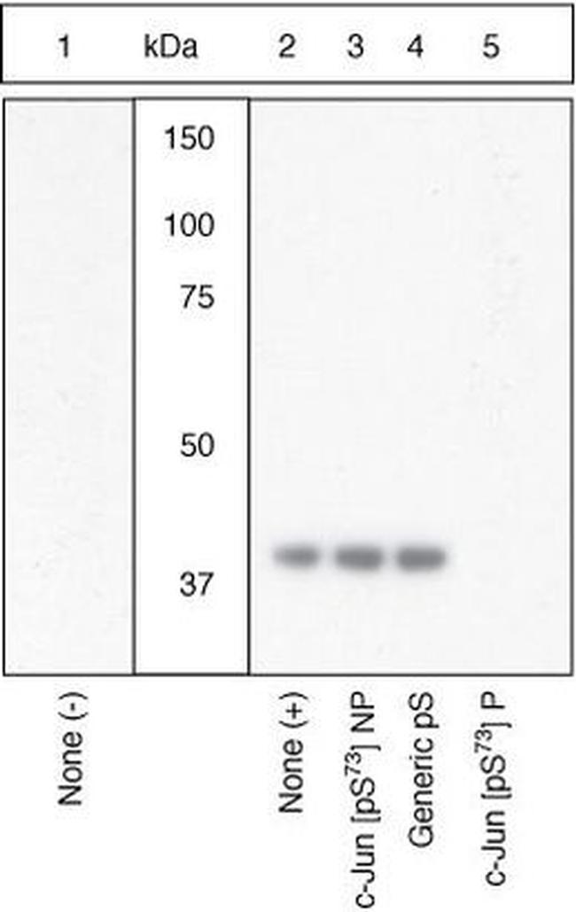Phospho-c-Jun (Ser73) Antibody