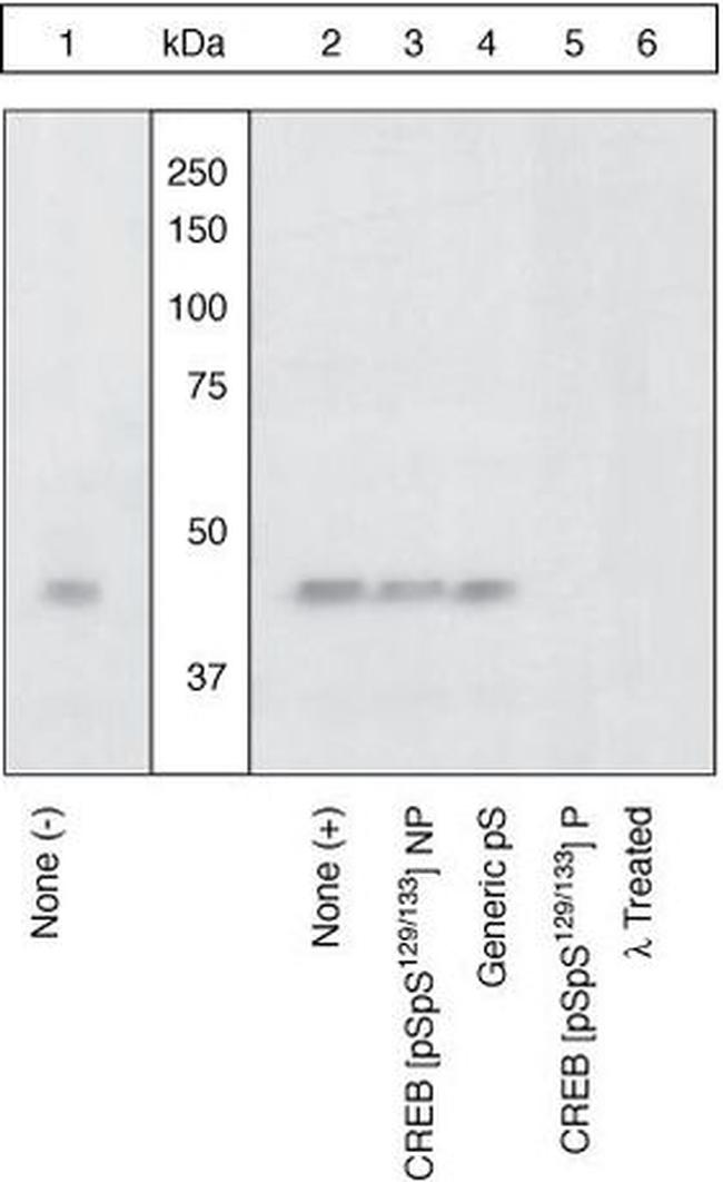 Phospho-CREB (Ser129, Ser133) Antibody