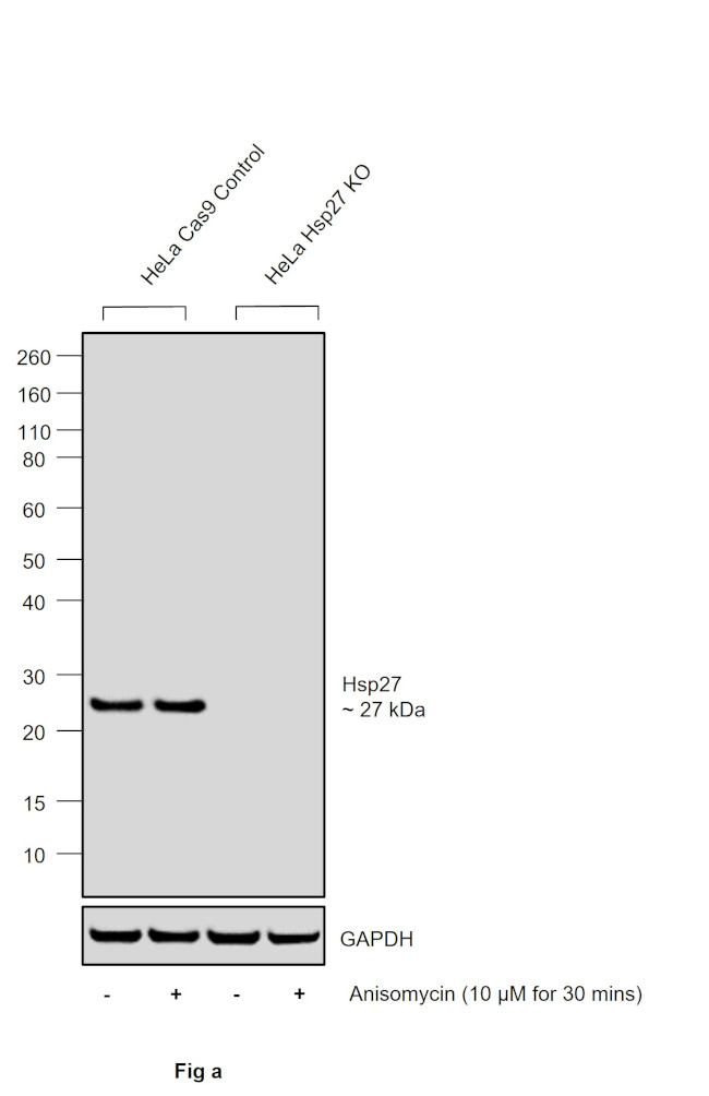 Phospho-HSP27 (Ser82) Antibody