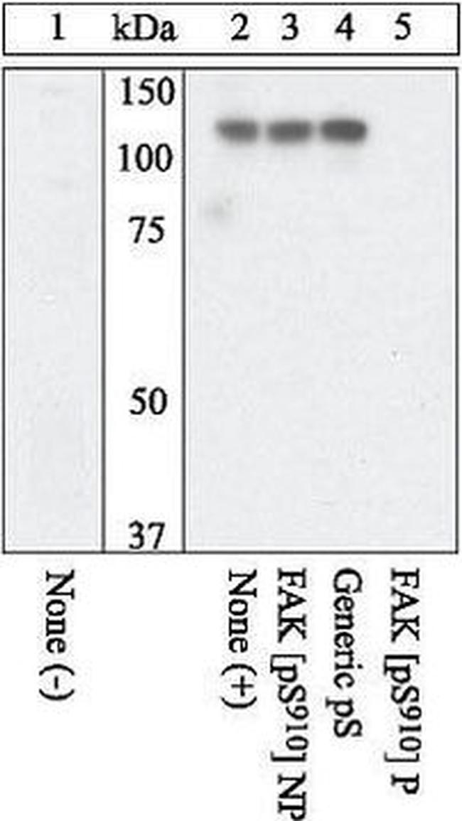 Phospho-FAK (Ser910) Antibody in Western Blot (WB)