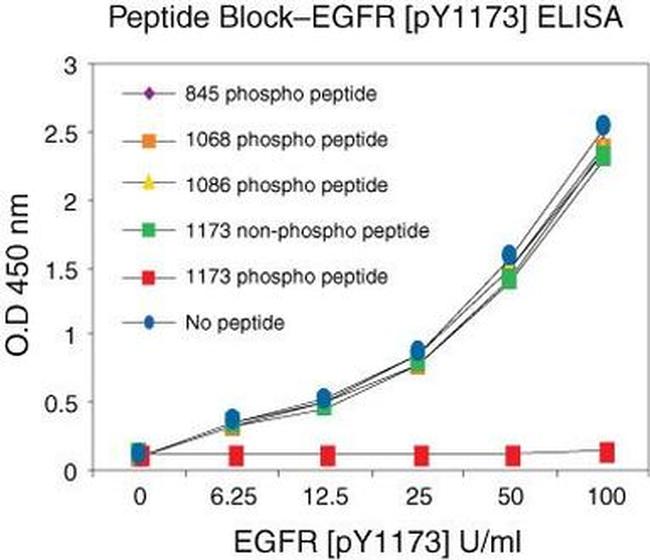 PD-ECGF/Thymidine Phosphorylase Antibody (PGF 44C) - BSA Free