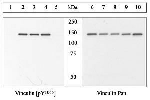 Phospho-Vinculin (Tyr1065) Antibody in Western Blot (WB)