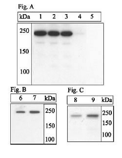 Phospho-mTOR (Ser2448) Antibody in Western Blot (WB)