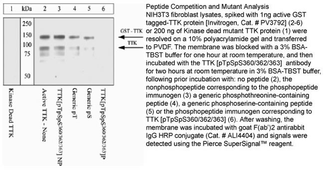 Phospho-TTK (Thr360, Ser362, Ser363) Antibody in Western Blot (WB)