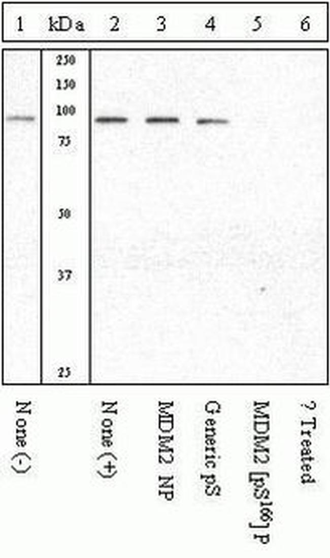 Phospho-MDM2 (Ser166) Antibody
