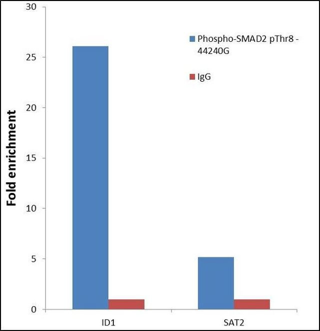 Phospho-SMAD2 (Thr8) Antibody