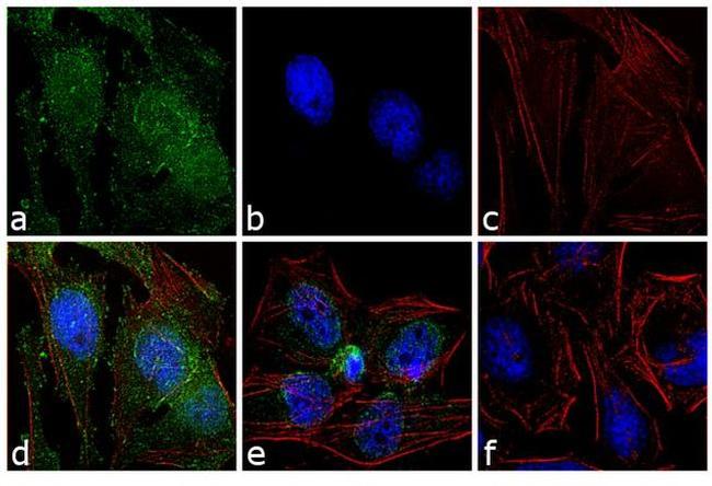 Phospho-c-Abl (Tyr245) Antibody