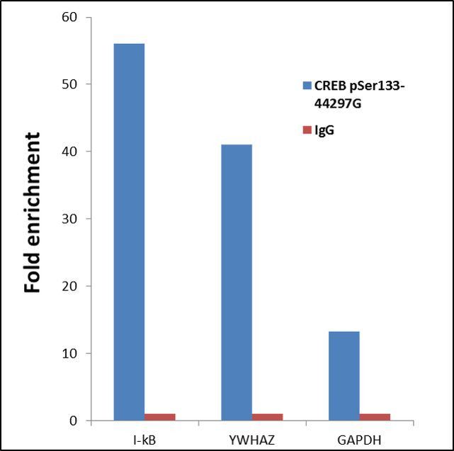 Phospho-CREB (Ser129, Ser133) Antibody in ChIP Assay (ChIP)