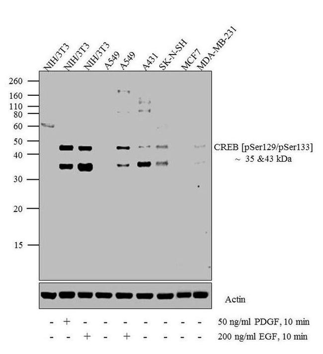 Phospho-CREB (Ser129, Ser133) Antibody in Western Blot (WB)