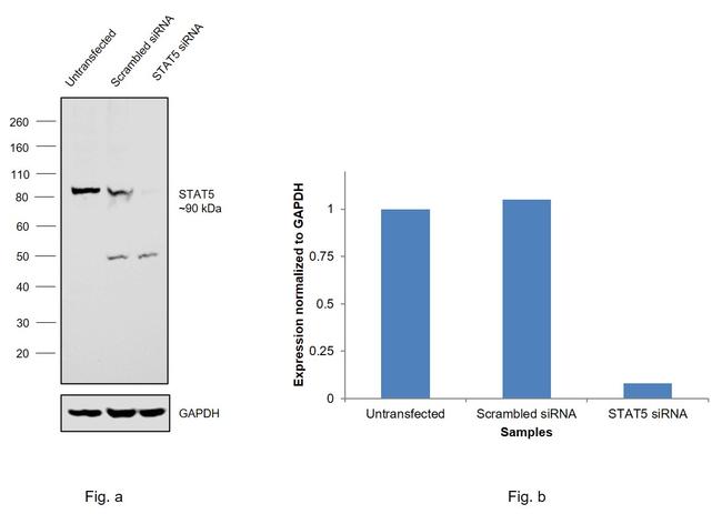 STAT5 alpha/beta Antibody in Western Blot (WB)