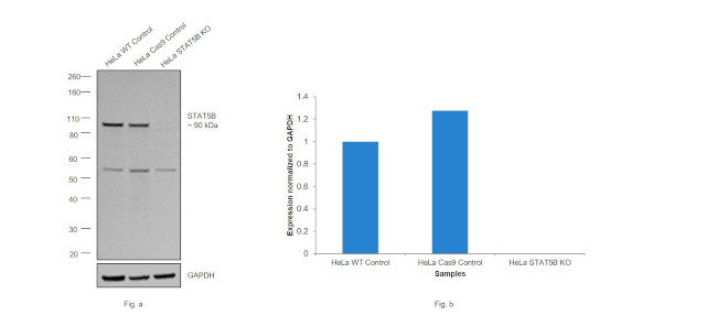 STAT5 alpha/beta Antibody