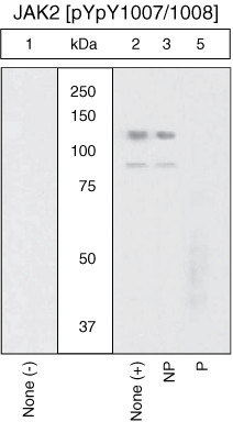 Phospho-JAK2 (Tyr1007, Tyr1008) Antibody in Western Blot (WB)