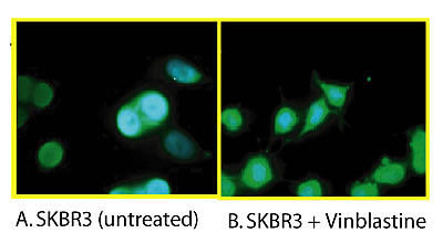 Phospho-Bcl-xL (Ser62) Antibody in Immunocytochemistry (ICC/IF)