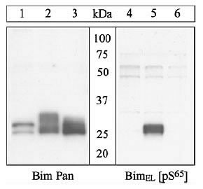 Phospho-Bim (Ser69, Ser65) Antibody in Western Blot (WB)