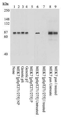 Phospho-MEK7 (Ser271, Thr275) Antibody in Western Blot (WB)