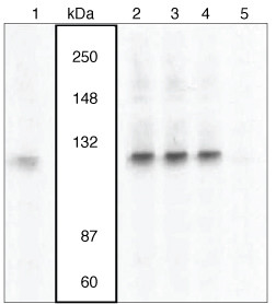 Phospho-VAV3 (Tyr173) Antibody in Western Blot (WB)