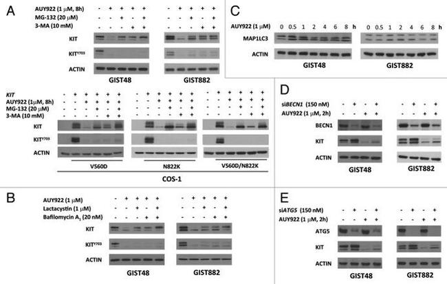 Phospho-c-Kit (Tyr703) Antibody in Western Blot (WB)