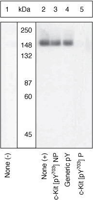 Phospho-c-Kit (Tyr703) Antibody in Western Blot (WB)