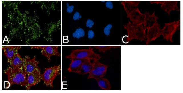 Phospho-c-Kit (Tyr936) Antibody in Immunocytochemistry (ICC/IF)