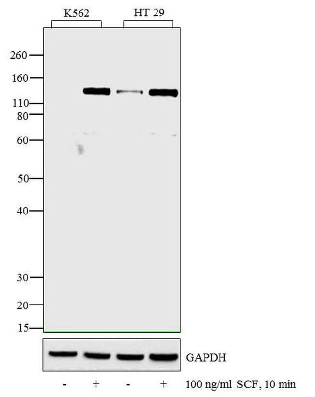 Phospho-c-Kit (Tyr936) Antibody in Western Blot (WB)