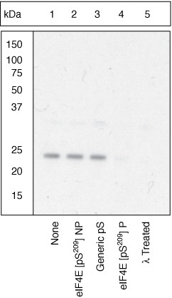 Phospho-eIF4E (Ser209) Antibody in Western Blot (WB)