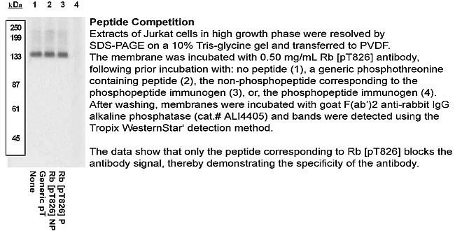 Phospho-Rb (Thr826) Antibody in Western Blot (WB)