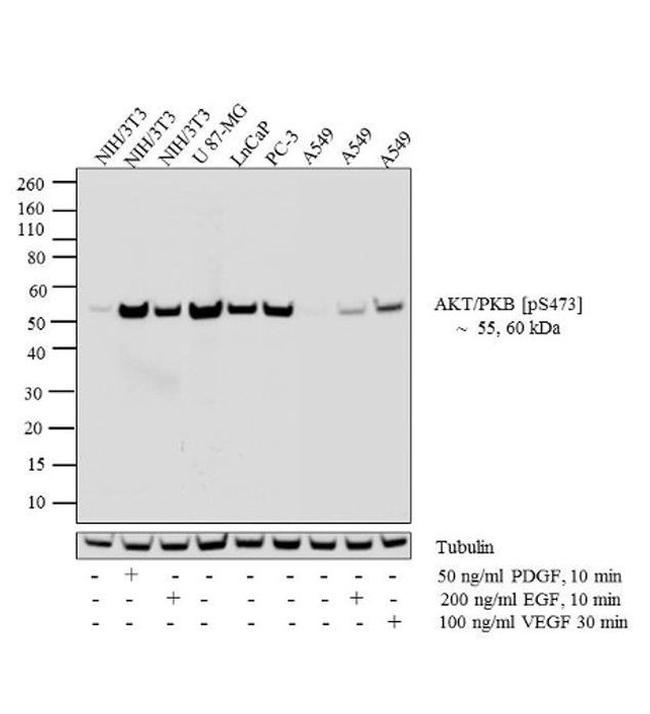 Phospho-AKT1 (Ser473) Antibody