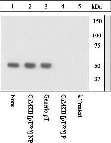 Phospho-CaMKII alpha (Thr286) Antibody in Western Blot (WB)