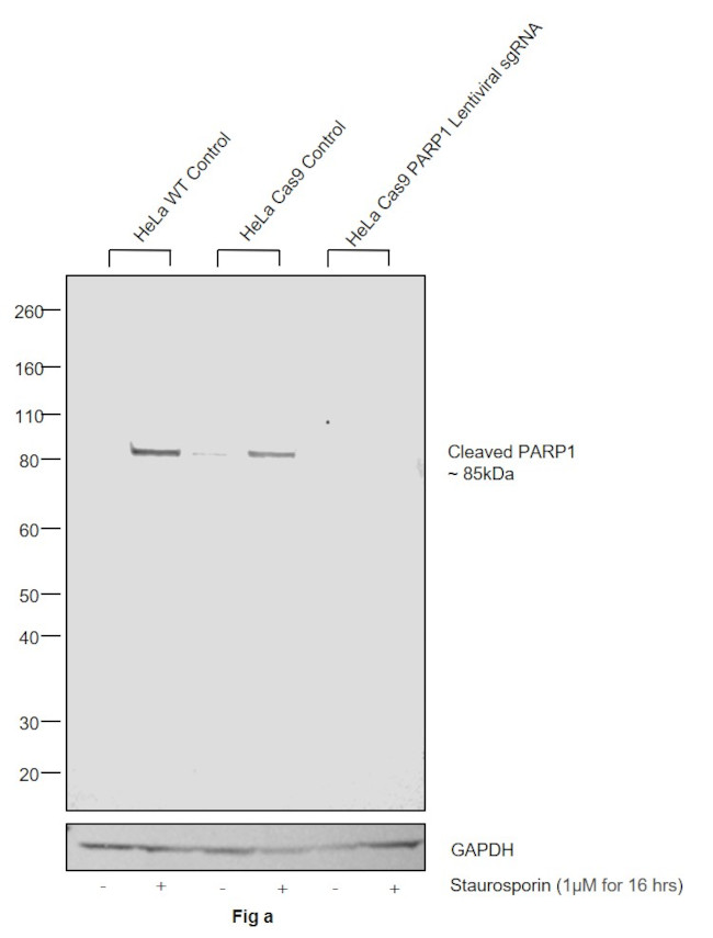 PARP1 (cleaved Asp214, Asp215) Antibody