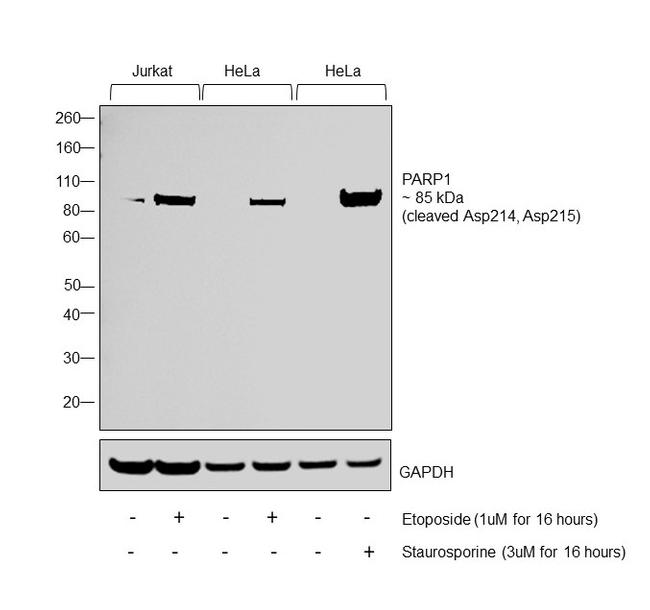 PARP1 (cleaved Asp214, Asp215) Antibody in Western Blot (WB)