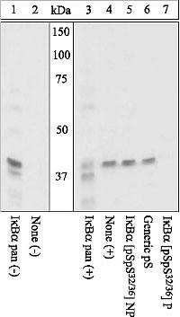 Phospho-IkB alpha (Ser32, Ser36) Antibody in Western Blot (WB)