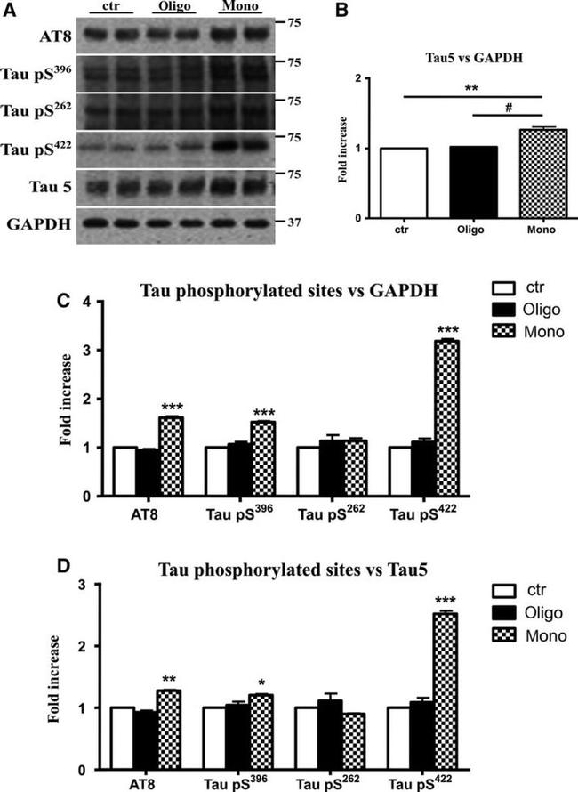 Phospho-Tau (Ser262) Antibody in Western Blot (WB)