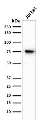 Moesin Antibody in Western Blot (WB)