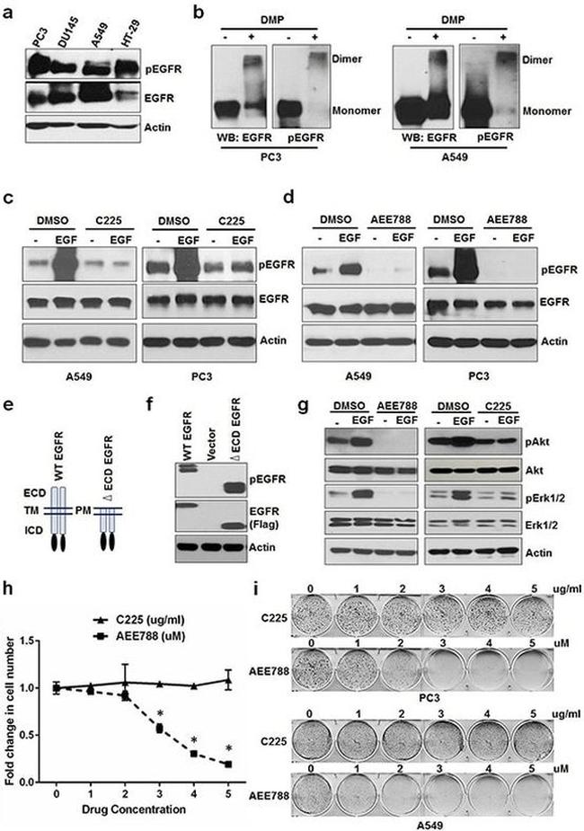 Phospho-EGFR (Tyr1173) Antibody in Western Blot (WB)