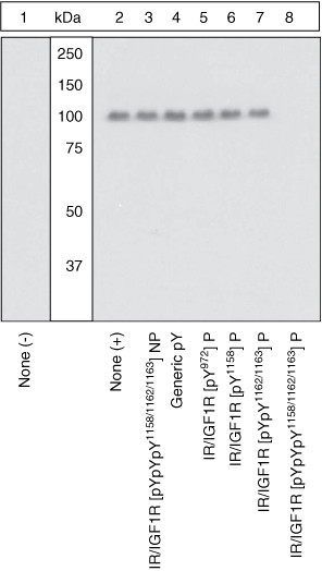 Phospho-IR/IGF1R (Tyr1158, Tyr1162, Tyr1163) Antibody in Western Blot (WB)