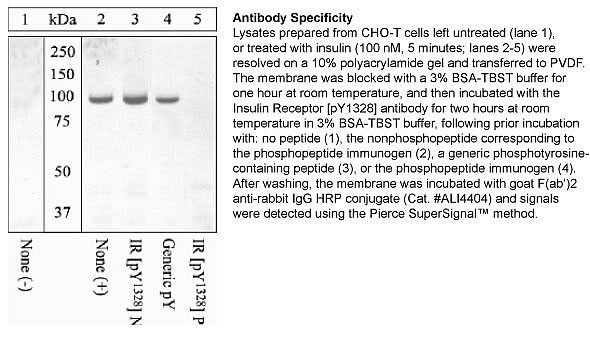 Phospho-INSR (Tyr1328) Antibody in Western Blot (WB)