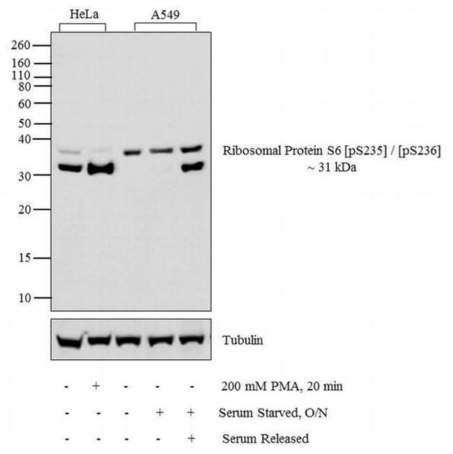 Phospho-S6 (Ser235, Ser236) Antibody in Western Blot (WB)