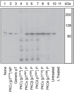 Phospho-PKC gamma (Thr514) Antibody in Western Blot (WB)