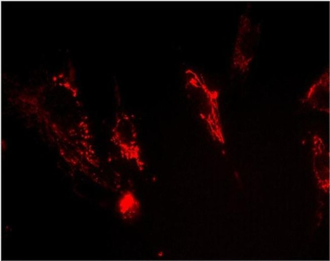 FXN Antibody in Immunocytochemistry (ICC/IF)