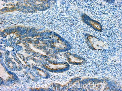 FXN Antibody in Immunohistochemistry (IHC)